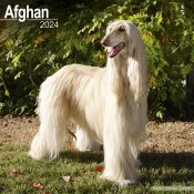 Afghanhund kalender