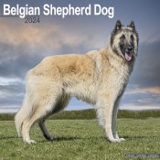 Belgisk vallhund väggkalender 2024