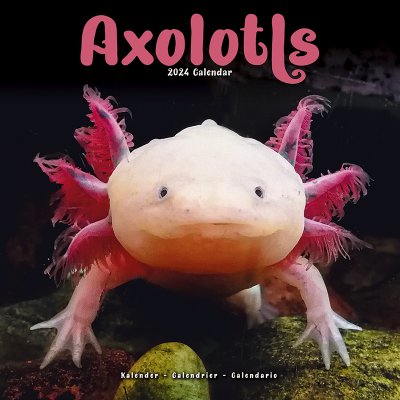 Axolotl väggkalender 2024