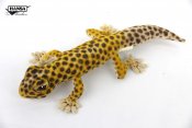 Hansa Gecko Leopard