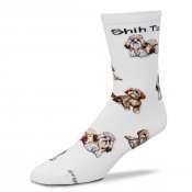 Shih tzu strumpor 2014