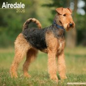 Airedaleterrier väggkalender 2026