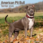 Amerikansk pitbullterrier väggkalender 2026