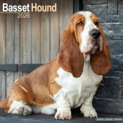Basset hound väggkalender 2026