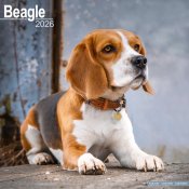 Beagle väggkalender 2026