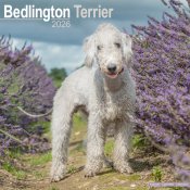 Bedlingtonterrier väggkalender 2026