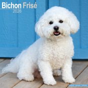 Bichon frisé väggkalender 2026