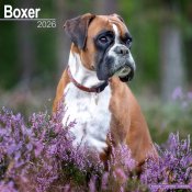 Boxer väggkalender 2026