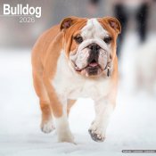 Engelsk bulldogg väggkalender 2026