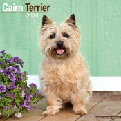 Cairnterrier väggkalender 2026