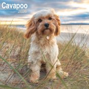 Cavapoo väggkalender 2026