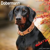 Dobermann väggkalender 2026