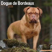 Dogue de bordeaux väggkalender 2026