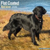 Flatcoated retriever väggkalender 2026