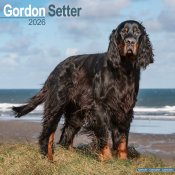 Gordonsetter väggkalender 2026