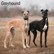 Greyhound väggkalender 2026