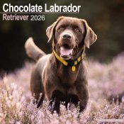 Labrador retriever (brun) väggkalender 2026