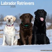 Labrador retriever väggkalender 2026