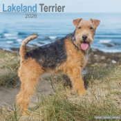 Lakelandterrier väggkalender 2026