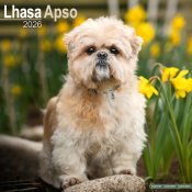 Lhasa apso väggkalender 2026