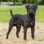 Patterdaleterrier väggkalender 2026