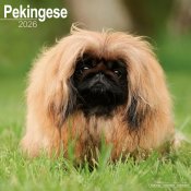Pekingese väggkalender 2026