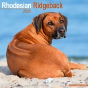 Rhodesian ridgeback väggkalender 2026