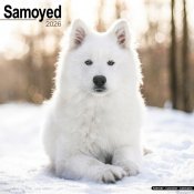 Samojedhund väggkalender 2026