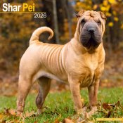 Shar pei väggkalender 2026