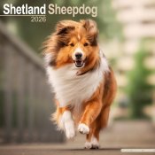 Shetland sheepdog väggkalender 2026