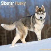 Siberian husky väggkalender 2026