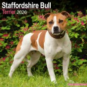 Staffordshire bullterrier väggkalender 2026