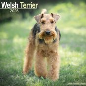 Welshterrier väggkalender 2026