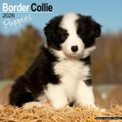 Border collie valpar väggkalender 2026
