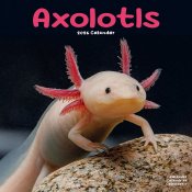 Axolotl väggkalender 2026
