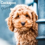 Cockapoo (valpar) väggkalender 2026