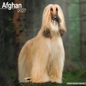 Afghanhund väggkalender 2027
