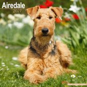 Airedaleterrier väggkalender 2027