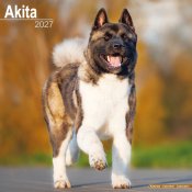 Akita / American akita väggkalender 2027