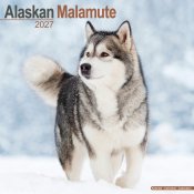 Alaskan malamute väggkalender 2027