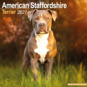 American staffordshire terrier väggkalender 2027