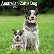Australian cattledog väggkalender 2027