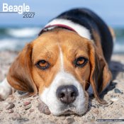 Beagle väggkalender 2027