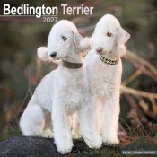 Bedlingtonterrier väggkalender 2027