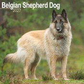Belgisk vallhund väggkalender 2027