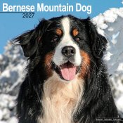 Berner sennenhund väggkalender 2027