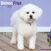 Bichon frisé väggkalender 2027