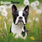 Bostonterrier väggkalender 2027