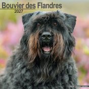 Bouvier des flandres väggkalender 2027