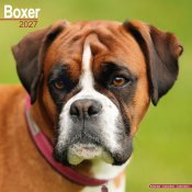 Boxer väggkalender 2027